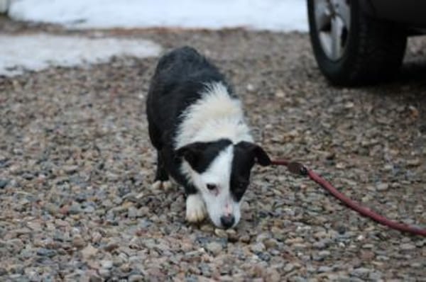 Niria - kinderlieb u. verspielt