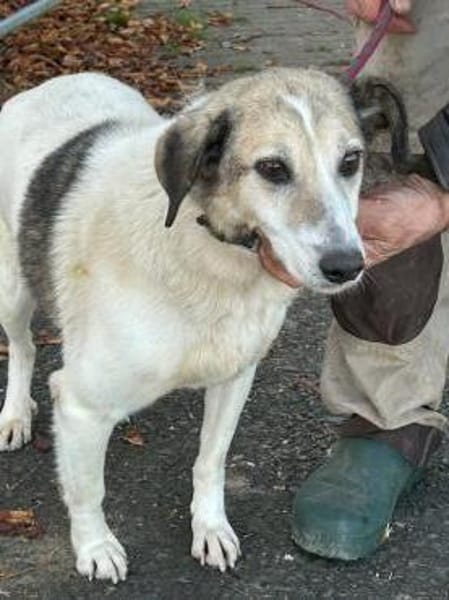 Smirre - ❤ruhig u. sehr verschmust❤❤