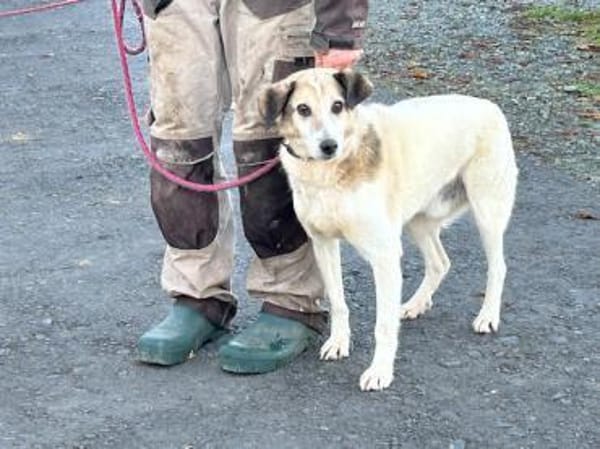 Smirre - ❤ruhig u. sehr verschmust❤❤