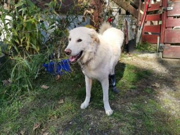 Pulcino sucht ein liebevolles Zuhause