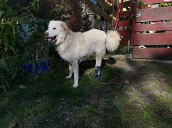 Pulcino sucht ein liebevolles Zuhause