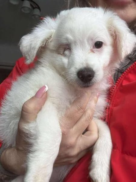 ❤🐾 SILJA, ca. 4 Mon. alte Zuckermaus