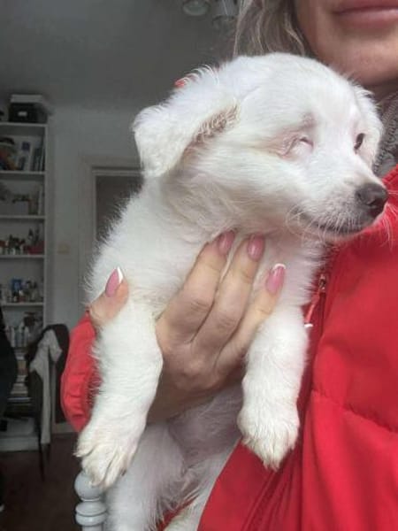 ❤🐾 SILJA, ca. 4 Mon. alte Zuckermaus