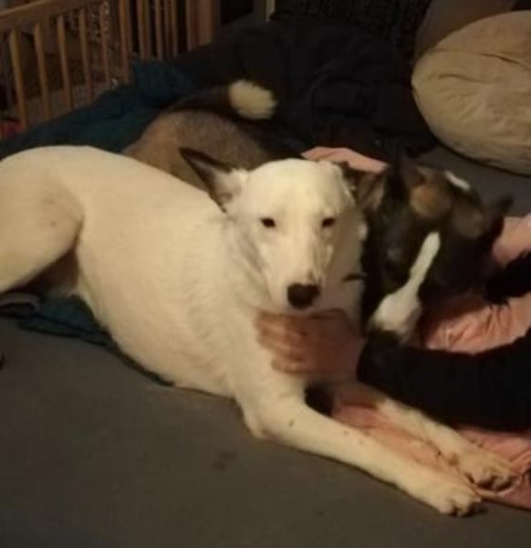 USHAN - weiße Hundepersönlichkeit