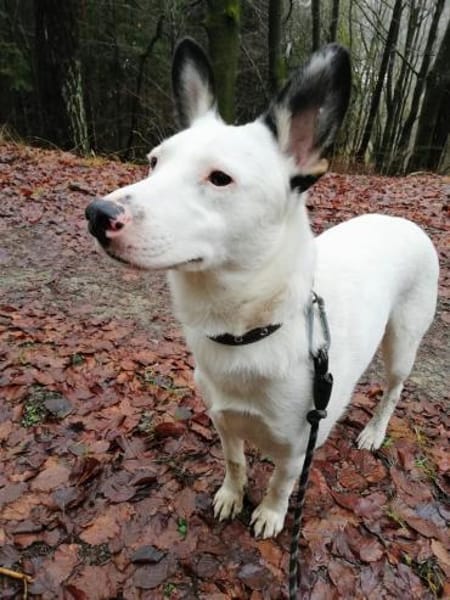 USHAN - weiße Hundepersönlichkeit