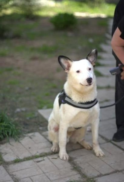 USHAN - weiße Hundepersönlichkeit