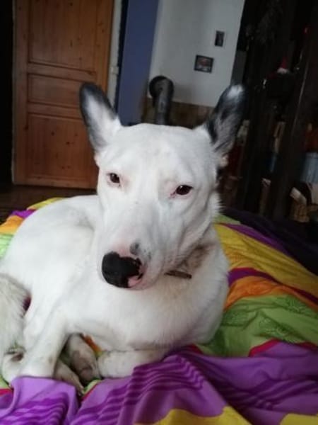 USHAN - weiße Hundepersönlichkeit