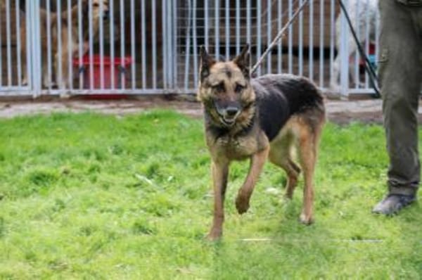 Petunia - dringend Zuhause gesucht