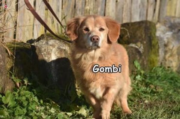 GOMBI