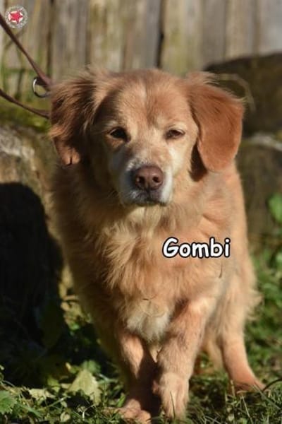 GOMBI