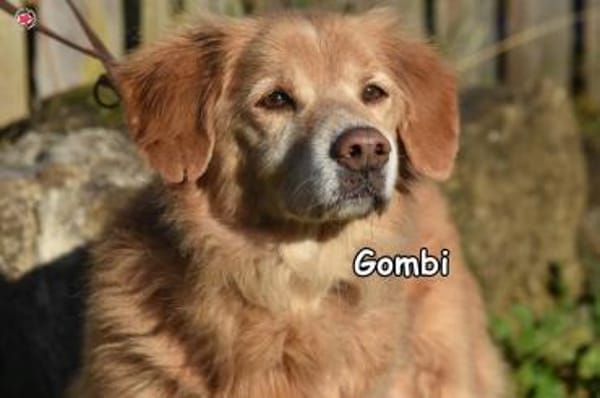 GOMBI