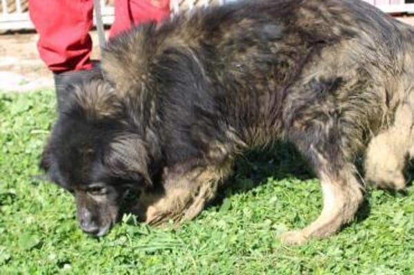 Bo - verschmust u. zutraulich