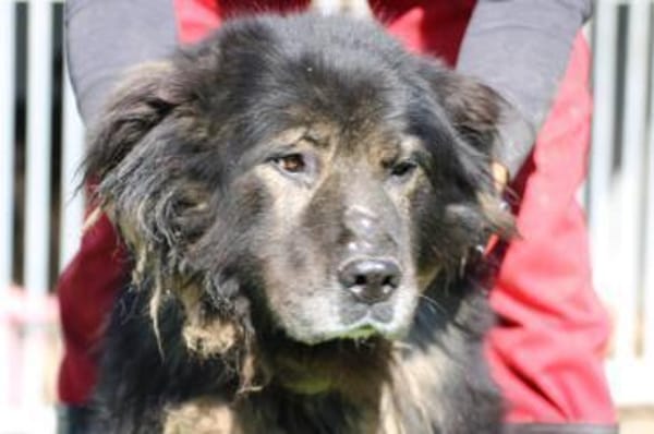 Bo - verschmust u. zutraulich