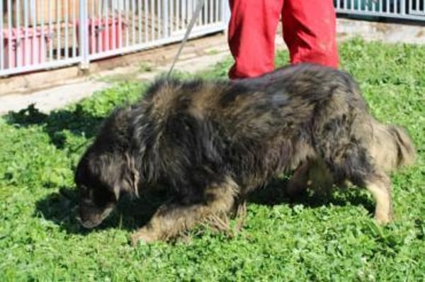 Bo - verschmust u. zutraulich