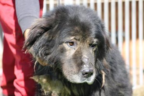 Bo - verschmust u. zutraulich