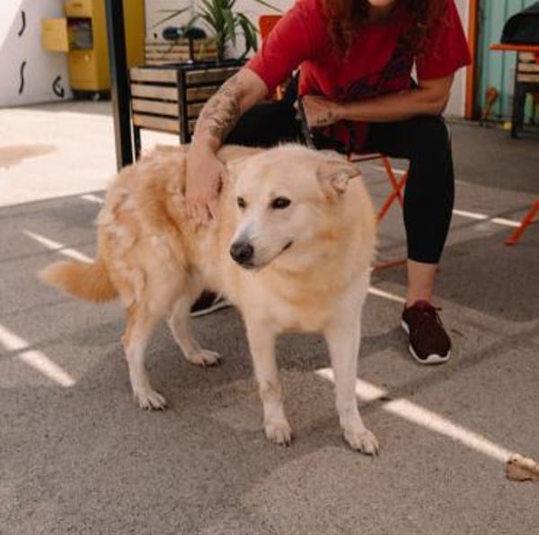 Wattewölkchen sucht Zuhause- Capuccina