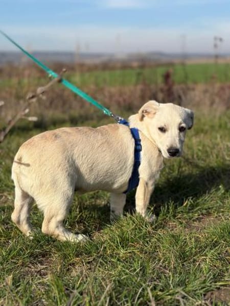 Kleiner Charmeur Pipi