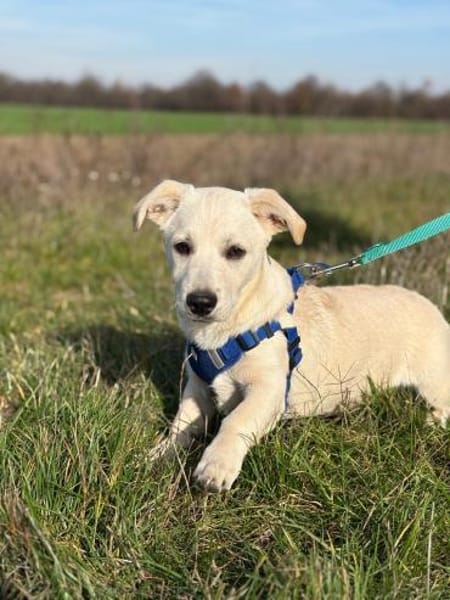 Kleiner Charmeur Pipi