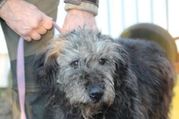 Nevado - hübscher Wuschelrüde