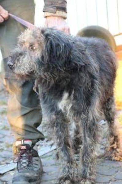 Nevado - hübscher Wuschelrüde