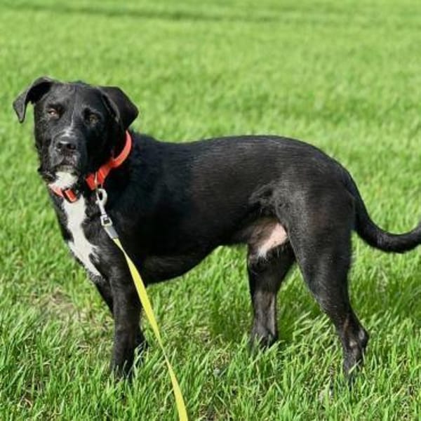 Elmo - ein menschenbezoger Hund