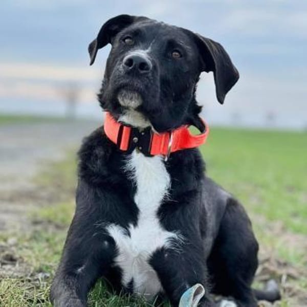 Elmo - ein menschenbezoger Hund