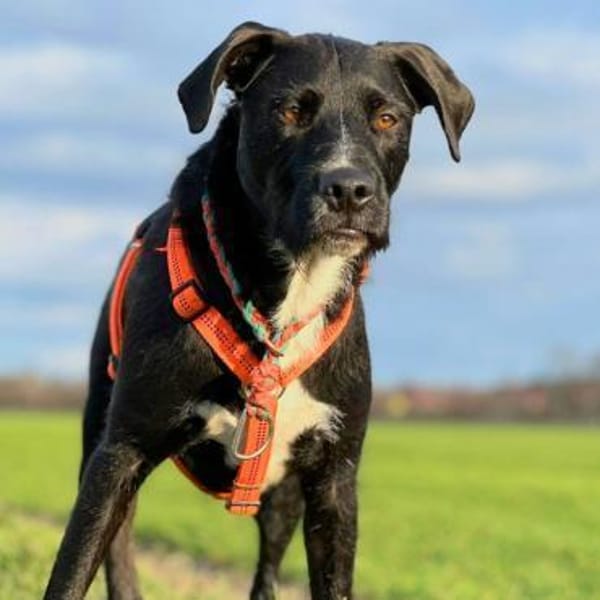 Elmo - ein menschenbezoger Hund