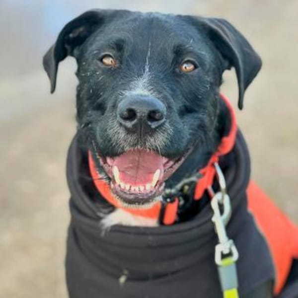 Elmo - ein menschenbezoger Hund