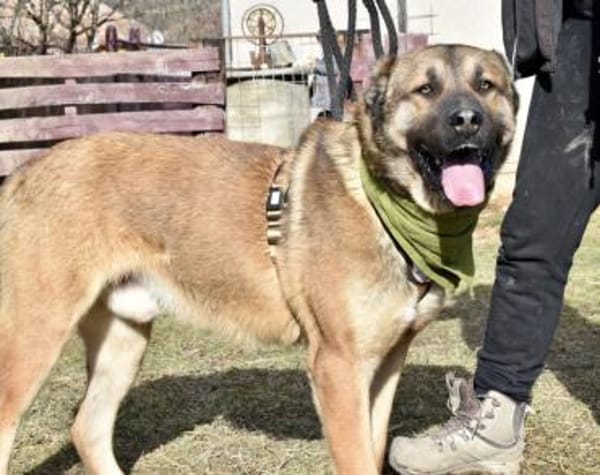 Schenkst du Lincoln ein Zuhause?