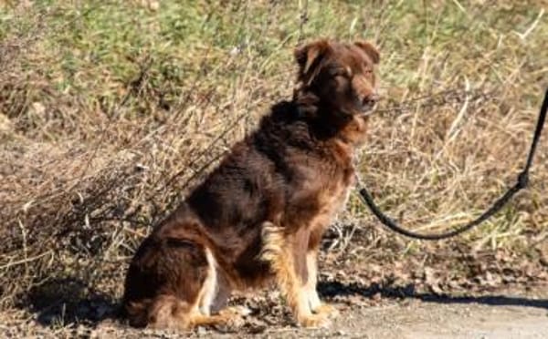 Gibst du Hermine eine zweite Chance?