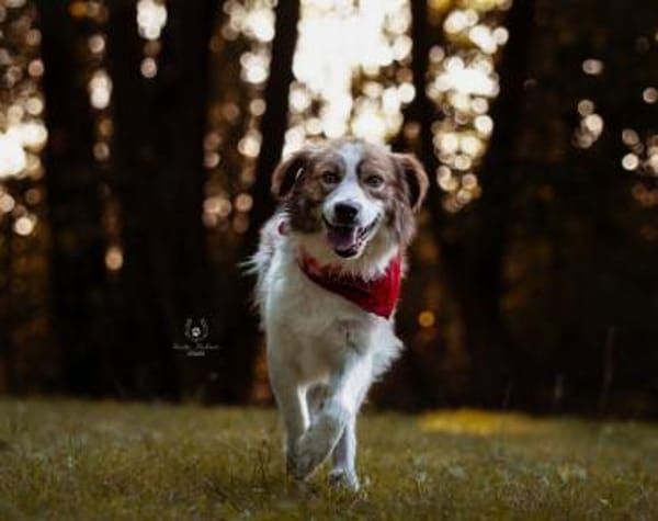 Rey sucht dringend ein neues Zuhause!