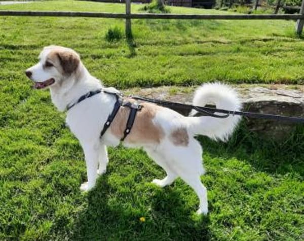 Wird Isamu dein Freund fürs Leben?