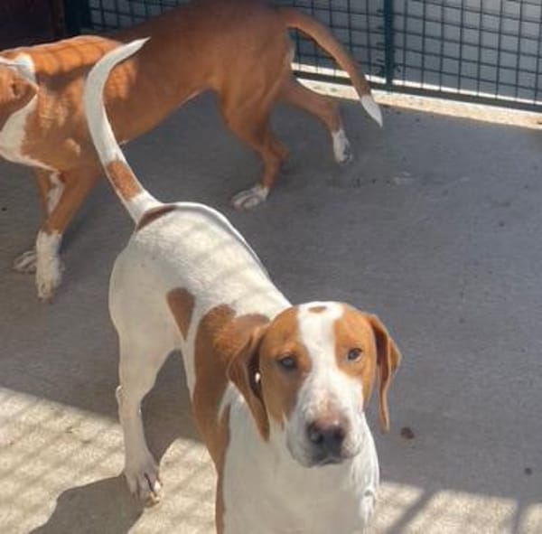 Hugo - sanfter Junghund sucht Zuhause