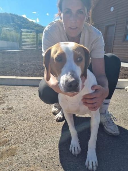 Hugo - sanfter Junghund sucht Zuhause