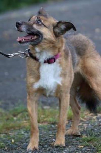 Toika - liebenswert u. sehr anhänglich