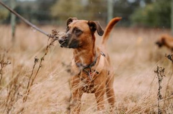 Rüde Moritz sucht aktives Zuhause