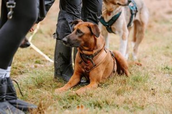 Rüde Moritz sucht aktives Zuhause