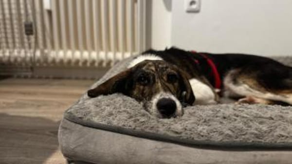 Zauberhafte Bini sucht ihre Menschen