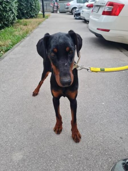 Zarte Seele sucht stabiles Zuhaus- Trixi