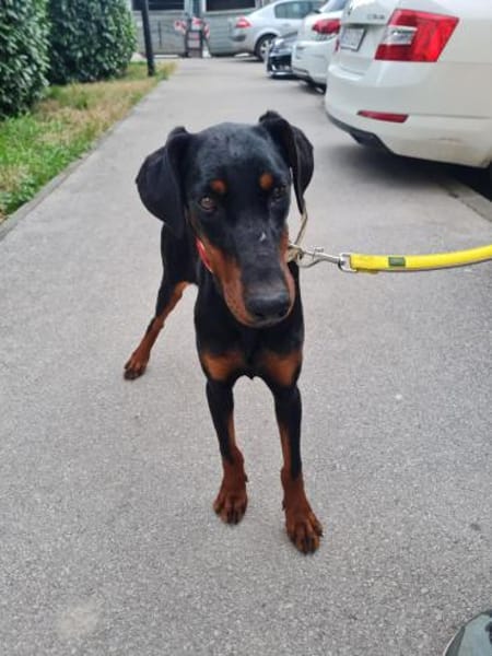 Zarte Seele sucht stabiles Zuhaus- Trixi