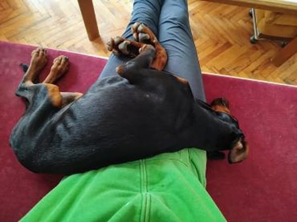 Zarte Seele sucht stabiles Zuhaus- Trixi