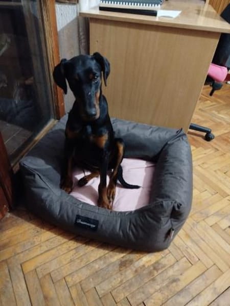 Zarte Seele sucht stabiles Zuhaus- Trixi