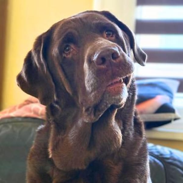 Toffee - kuschelt gerne&sucht Nähe