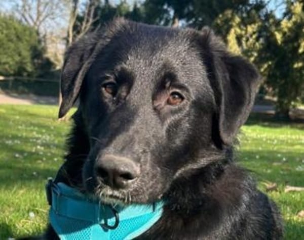 Cosmo - Schäfi-Mix in 55116 Mainz