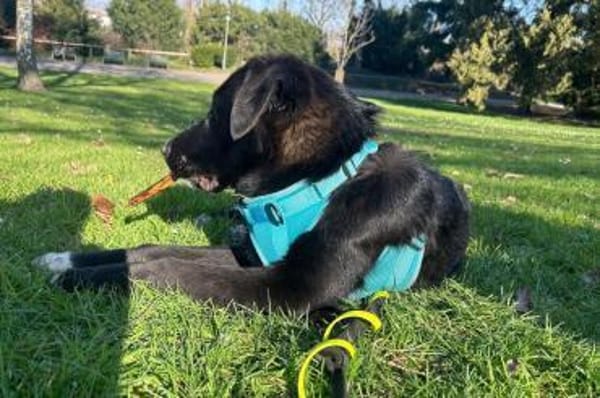 Cosmo - Schäfi-Mix in 55116 Mainz