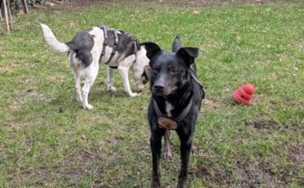 Der sanfte Berny möchte endlich ankommen