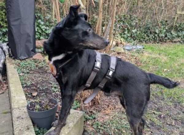 Der sanfte Berny möchte endlich ankommen