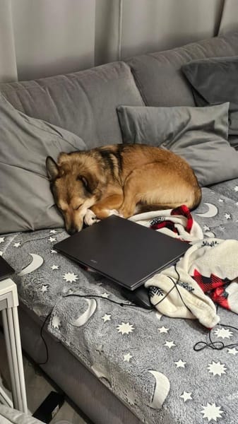 Hallo, ich bin Afina , eine liebe Hündin