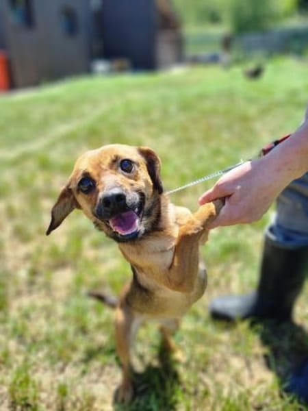 Kleiner Körper, rießen Herz- Mini