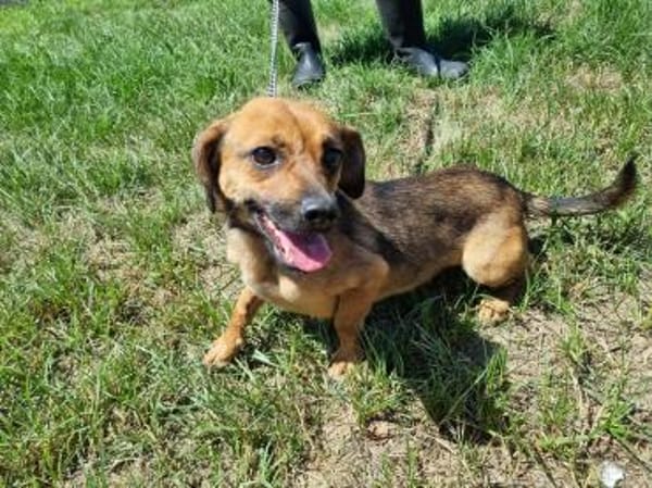 Kleiner Körper, rießen Herz- Mini